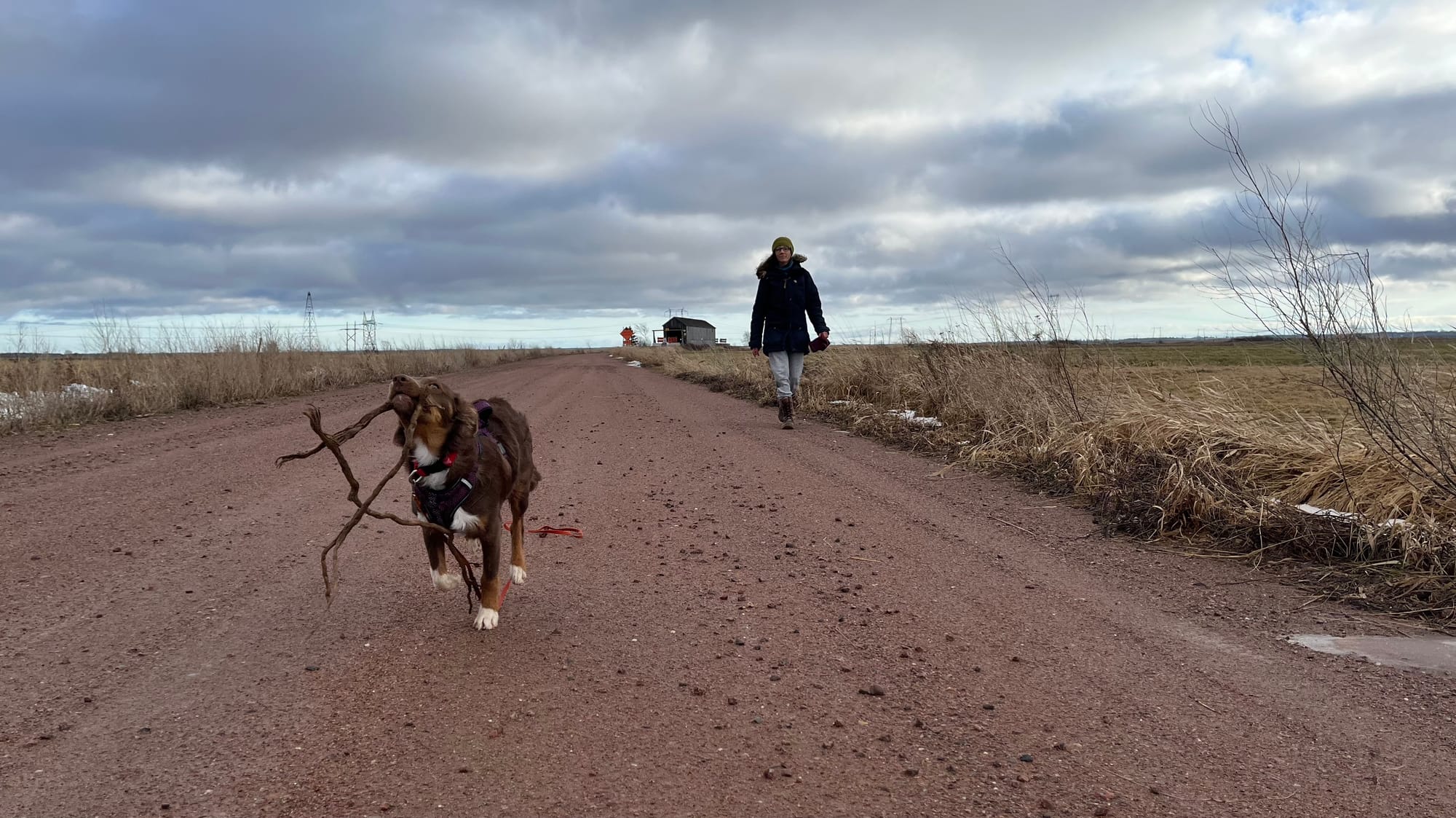 White Paws in the Marsh