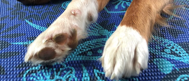 Welcome to White Paws in the Marsh!