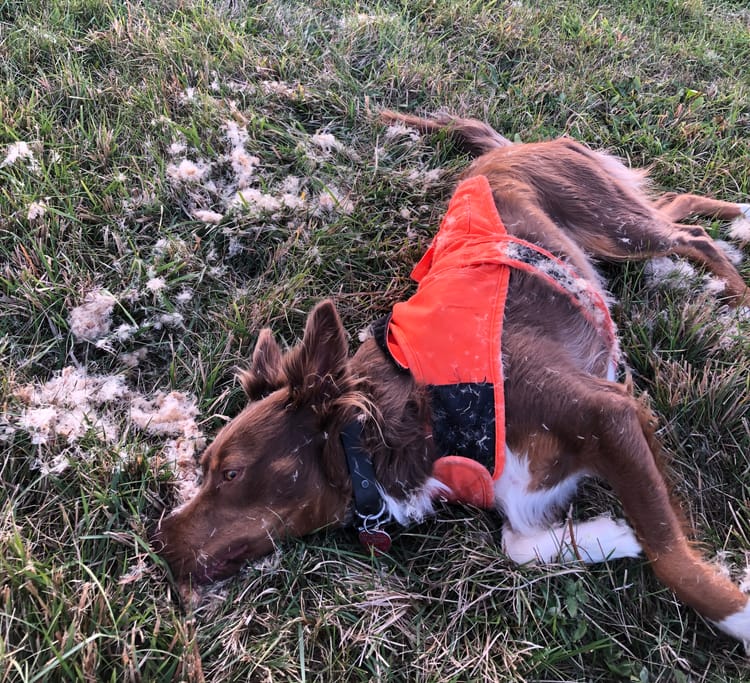 White Paws update and pictures