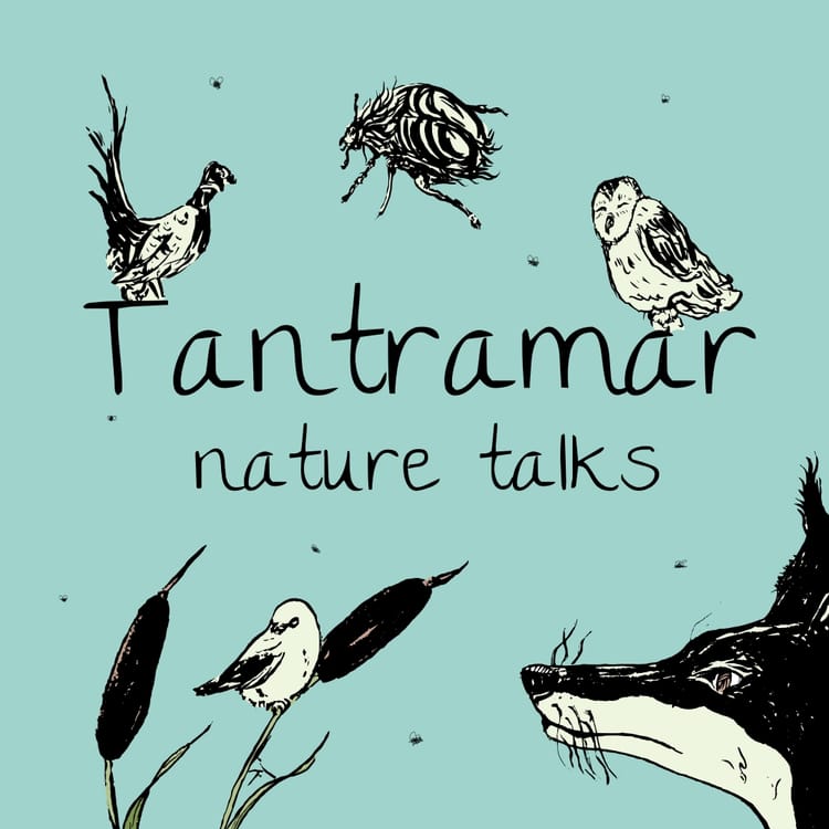 Introducing a new podcast! Tantramar Nature Talks