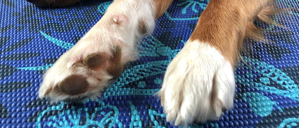 Welcome to White Paws in the Marsh!