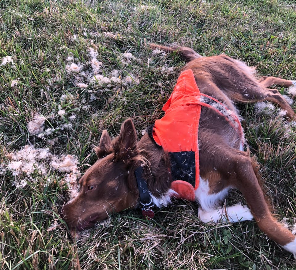 White Paws update and pictures